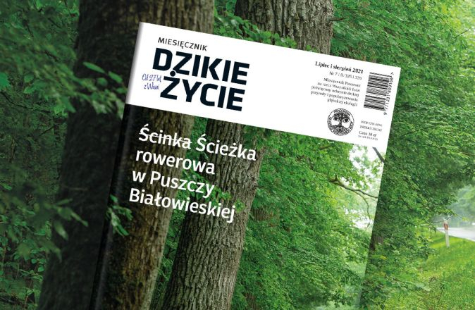 Sprawa ścieżki rowerowej z Białowieży do Hajnówki w wakacyjnym Dzikim Życiu