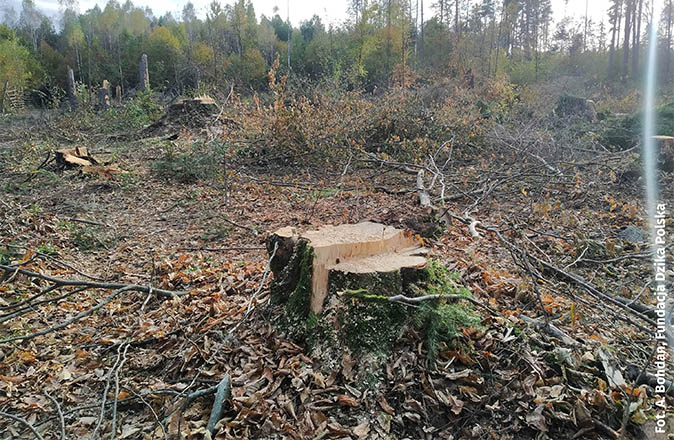 Przez Puszczę przechodzi kolejna fala zniszczeń powodowanych gospodarką leśną