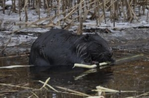 GDOŚ stwierdza nieważność zezwolenia na odstrzał bobrów w Puszczy Białowieskiej