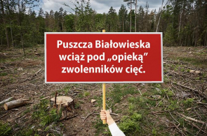 Zespół ekspertów zdominowany przez zwolenników wycinki – koalicja Kocham Puszczę nie wchodzi do zespołu ds. Puszczy Białowieskiej