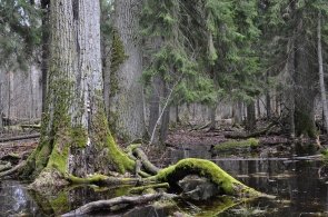Lasy Państwowe przedstawiają aneks do PUL Nadleśnictwa Białowieża