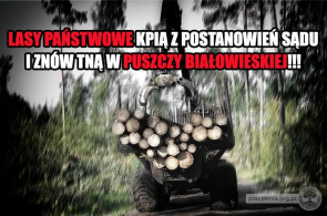 Skandal! Lasy Państwowe łamią postanowienia sądu i znów tną w Puszczy Białowieskiej