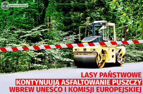 Zero standardów na Drodze Narewkowskiej. Komentarz koalicji Kocham Puszczę
