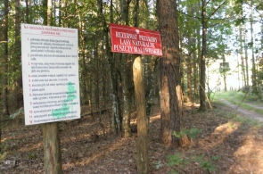 Chcą wywozić drzewa z rezerwatów Puszczy Białowieskiej. Protest organizacji