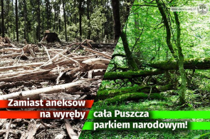 Organizacje pozarządowe biją na alarm: działania planowane przez Lasy Państwowe zaszkodzą Puszczy Białowieskiej