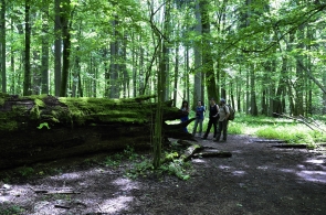 Puszcza Białowieska, krajobrazy