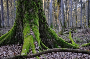 Walka z kornikiem w planach ochrony rezerwatów Puszczy Białowieskiej
