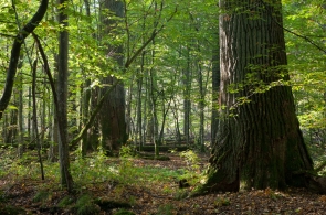Trwają konsultacje projektu lasów ochronnych w Puszczy Białowieskiej
