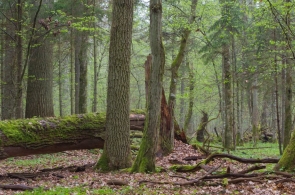 Plany urządzania lasu dla nadleśnictw Puszczy Białowieskiej