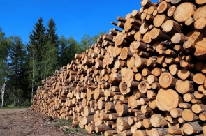 Pomimo zakazów padają kolejne stare drzewa w Puszczy