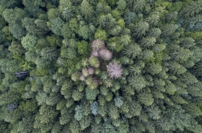 Wycinając stare drzewa leśnicy niszczą reliktowe gatunki Puszczy Białowieskiej
