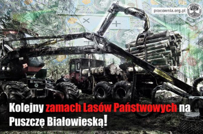 Lasy Państwowe znów szykują wycinkę w Puszczy Białowieskiej