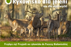 „Rykowisko dla jeleni, nie dla myśliwych” – zapraszamy do Puszczy!
