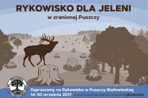 Zapraszamy na Rykowisko w zranionej Puszczy Białowieskiej