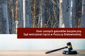 Sąd cywilny wstrzymał cięcia w Puszczy Białowieskiej!