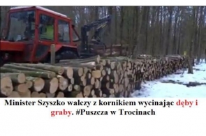Dewastacja drzew nie tylko w miastach. W Puszczy Białowieskiej tną dęby i graby