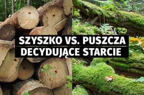 Ostatni etap prawnego sporu o Puszczę Białowieską – Komisja: Puszczy nie można przekształcać w las gospodarczy