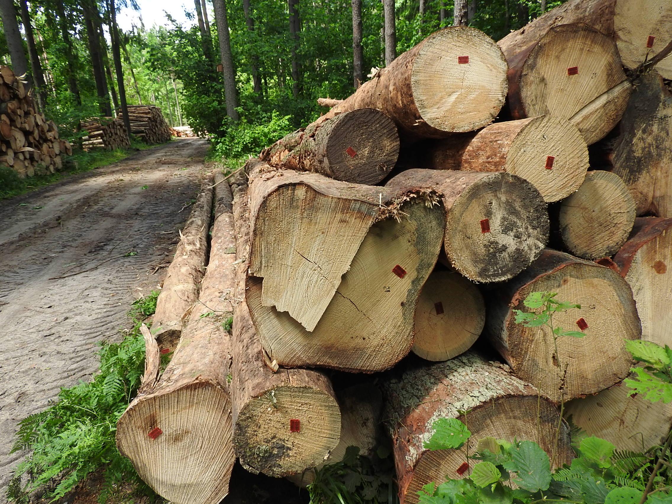 Podaj Motywy Ochrony Obszaru Puszczy Białowieskiej Motyw Ekonomiczny